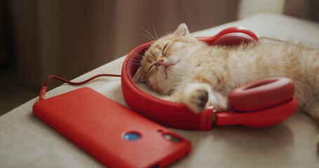 Red kitten music lover sleeps on red headphones. Nice comfortable home