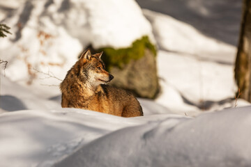 Eurasian wolf (Canis lupus lupus) is hidden in the deep snow of the wilderness