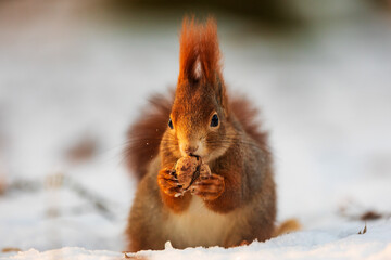 red squirrel (Sciurus vulgaris) biting a nut in a snowy forest