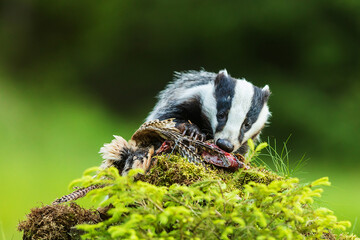 European badger (Meles meles) found an old prey
