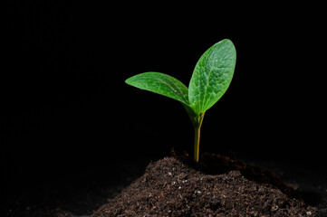Close-up of a sprout of zucchini on a black background. 
