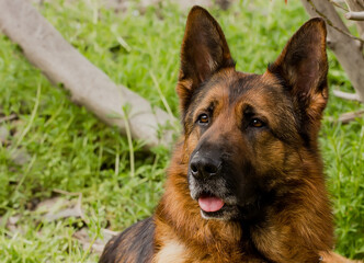 Beautiful dog breed German Shepherd on a clear spring day.