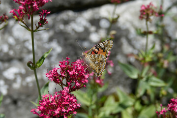 Painted Lady (Vanessa Cardui) Butterfly perched on pink flower in Zurich, Switzerland