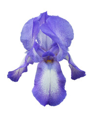 Head of violet iris flower isolated on white background