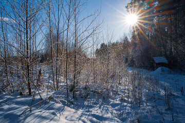 A sunny day in winter forest
