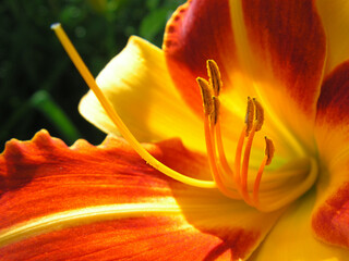 Stamens with pollen of daylily Frans Hals in sunlight.