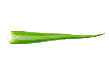 Fresh aloe vera isolated on white background.  