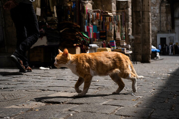 red cat walking along street