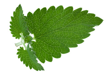 Fototapeta premium Nepeta herb leaf closeup