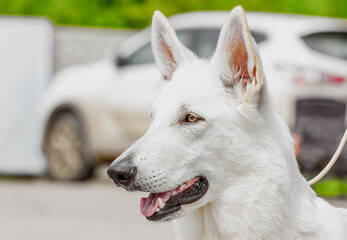 Portrait Beautiful white swiss shepherd dog with expressive look.