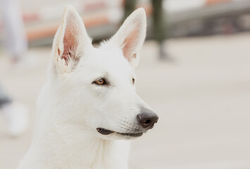 Portrait Beautiful white swiss shepherd dog with expressive look.