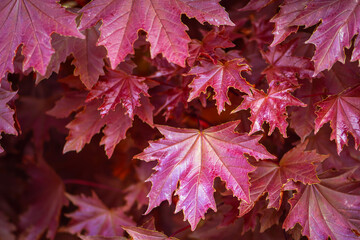 Maple leaves. Summer or autumn background. Red maple.