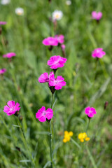 Group of Carthusian pink flowers (Dianthus carthusianorum).