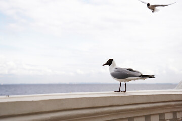 A closeup of a seagull on a stone dock against blue ocean water. Light background with birds. Place for text