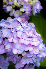 紫陽花