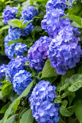 青い紫陽花