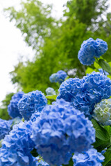 青い紫陽花