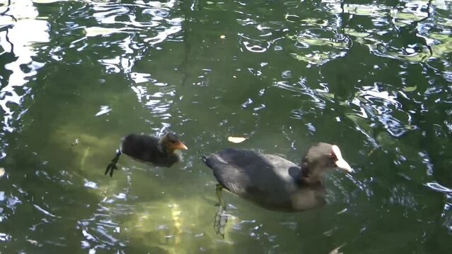 Coot with chicks
