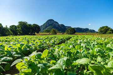 green large area with tobacco plantation and some little houses in Valle del Silencio, in Vinales, Cuba, on a sunny beautiful day.