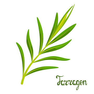 A sprig of tarragon on a white background. Herbs.
