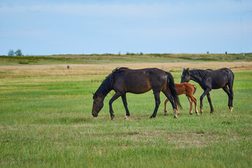A horse with a foal in a pasture