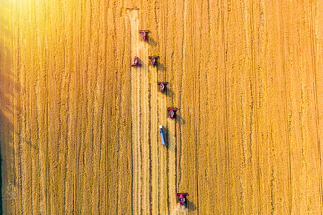 harvesting wheat. group of six red combine harvester work in the field with blue truck. Aerial drone photo at sunset