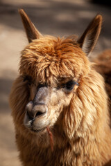 portrait of a llama alpaca