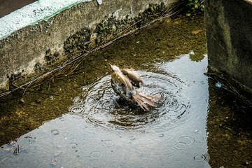 참새목욕하는모습