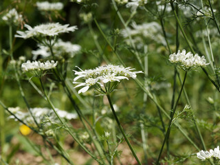 Caucalis à grandes fleurs ou Orlaya grandiflora aux fines ombelles en dentelles blanc pur formant...