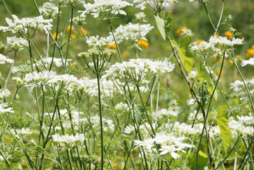 (Orlaya grandiflora) Touffe d'orlaya ou Caucalis à grandes fleurs