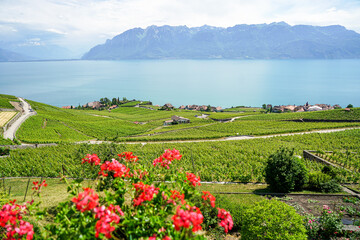 Fototapeta na wymiar Lavaux, with its vineyard-covered terraces overlooking Lake Geneva, is one of Switzerland's best-known and most fascinating wine-growing regions