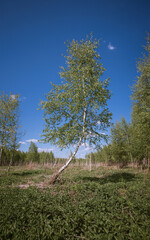 A birch on a spring meadow