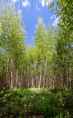 Birch groove in spring