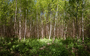 A birch groove in spring closeup