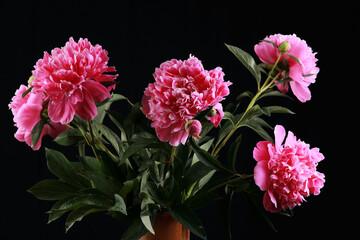 pink peonies in the studio on a black background