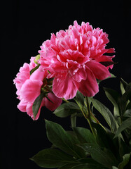 pink peonies in the studio on a black background