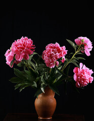 pink peonies in the studio on a black background