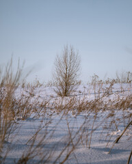 A tree on a snowy field in a sunny weather