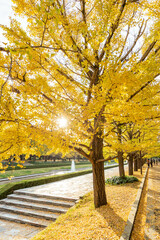 Naklejka premium 昭和記念公園とイチョウ