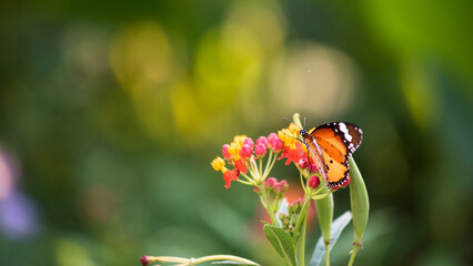 Monarch butterfly, Danaus plexippus, on flower