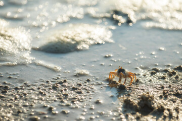 Little crab on beach with sea wave bokeh at sunset
