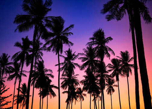 Tropical sunset with silhouette palm trees at dusk background