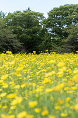 Obraz premium 黄花コスモス