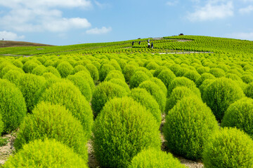 みはらしの丘（コキア）