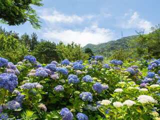 색이이쁜 수국꽃