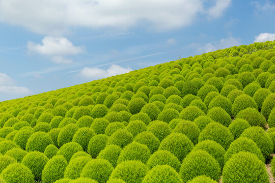 コキア Images Browse 3 663 Stock Photos Vectors and Video Adobe Stock コキア Images Browse 3 663 Stock Photos Vectors and Video Adobe Stock