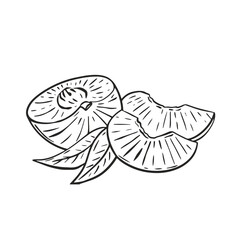 Composition peach half slices and foliage sketch vector illustration. Exotic tropical fruit black hand engraving isolated on white background. Healthy organic food for product design