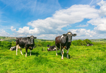 Holstein Friesian cows facing forward in lush green meadow with blue sky and fluffy, white cloud background. Facing forward.  North Yorkshire Moors, UK.  Copy Space.