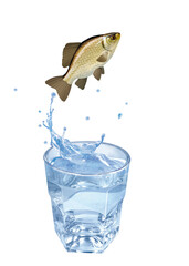 carassin  , poisson, sauter, évasion, eau, en verre, boire, clapoter, froid, liquide, glace, isolé, blanc, boisson, bouillonner, abattre, bleu, frais, éclaboussure, clair, verser, transparent, , sain,