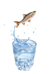 hotu  , poisson, sauter, évasion, eau, en verre, boire, clapoter, froid, liquide, glace, isolé, blanc, boisson, bouillonner, abattre, bleu, frais, éclaboussure, clair, verser, transparent, , sain, pro